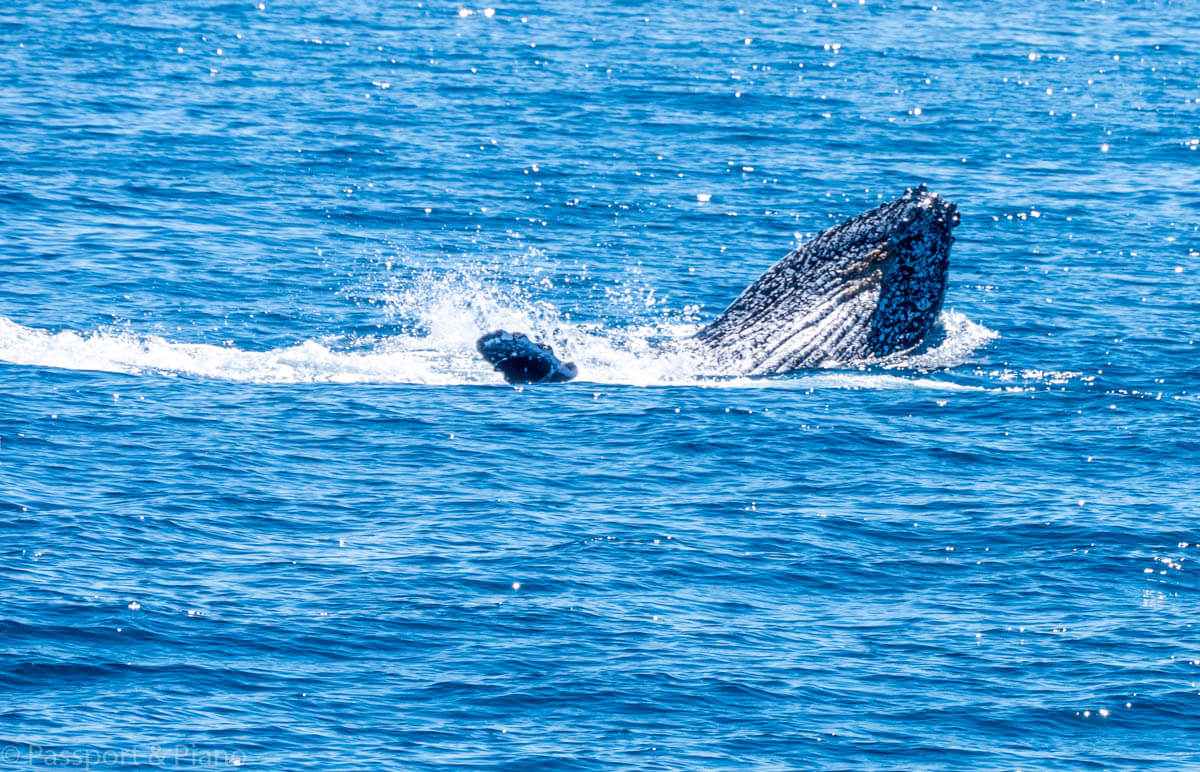 An image of a Humpback whale during whale season Hervey Bay