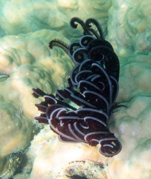 An image of a feathery, purple and white sea creature.