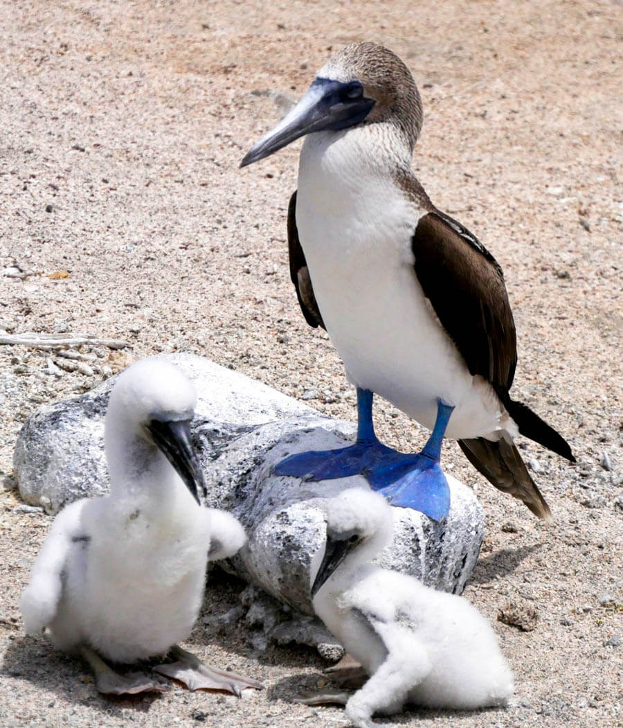 An image of a blue footed boobie