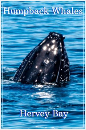 See Humpback Whales on a Whale Watching trip, Hervey Bay, Australia.