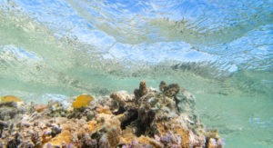 An image of Lemon damsel fish in great barrier reef amongst the coral with the sky visible through the clear water
