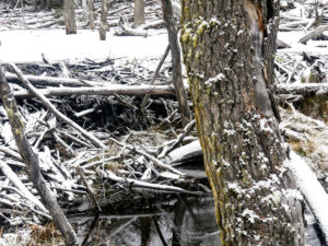 image of a A Beaver Dam in Tierra del Fuego National Park
