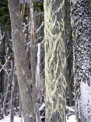 image of tree dressed in Algae