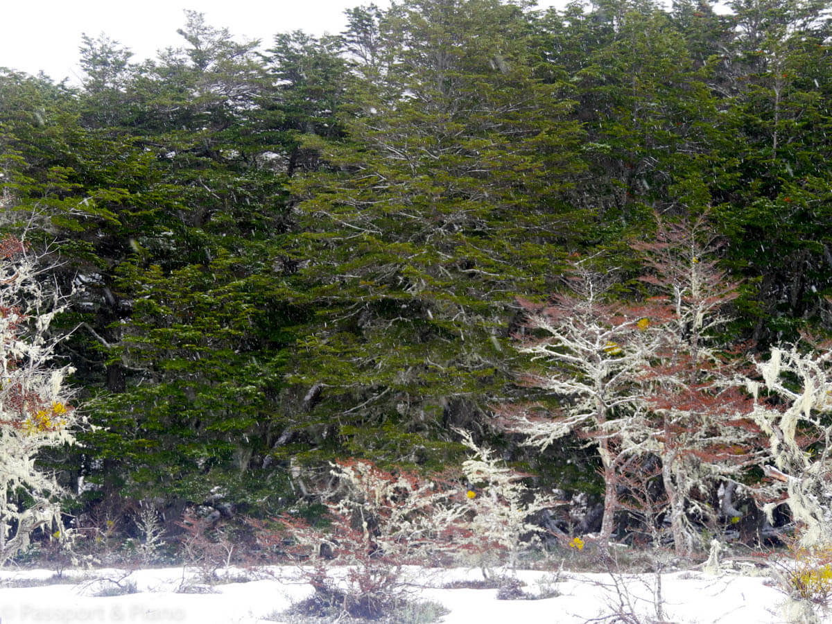 An image of small trees covered in snow, in Tierra del Fuego National Park, el Fin del Mundo, Argentina