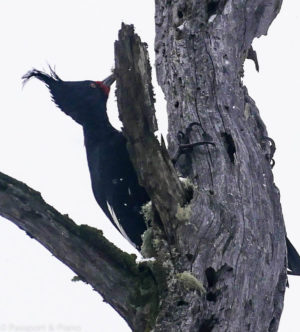 image of a Magellanic Woodpecker