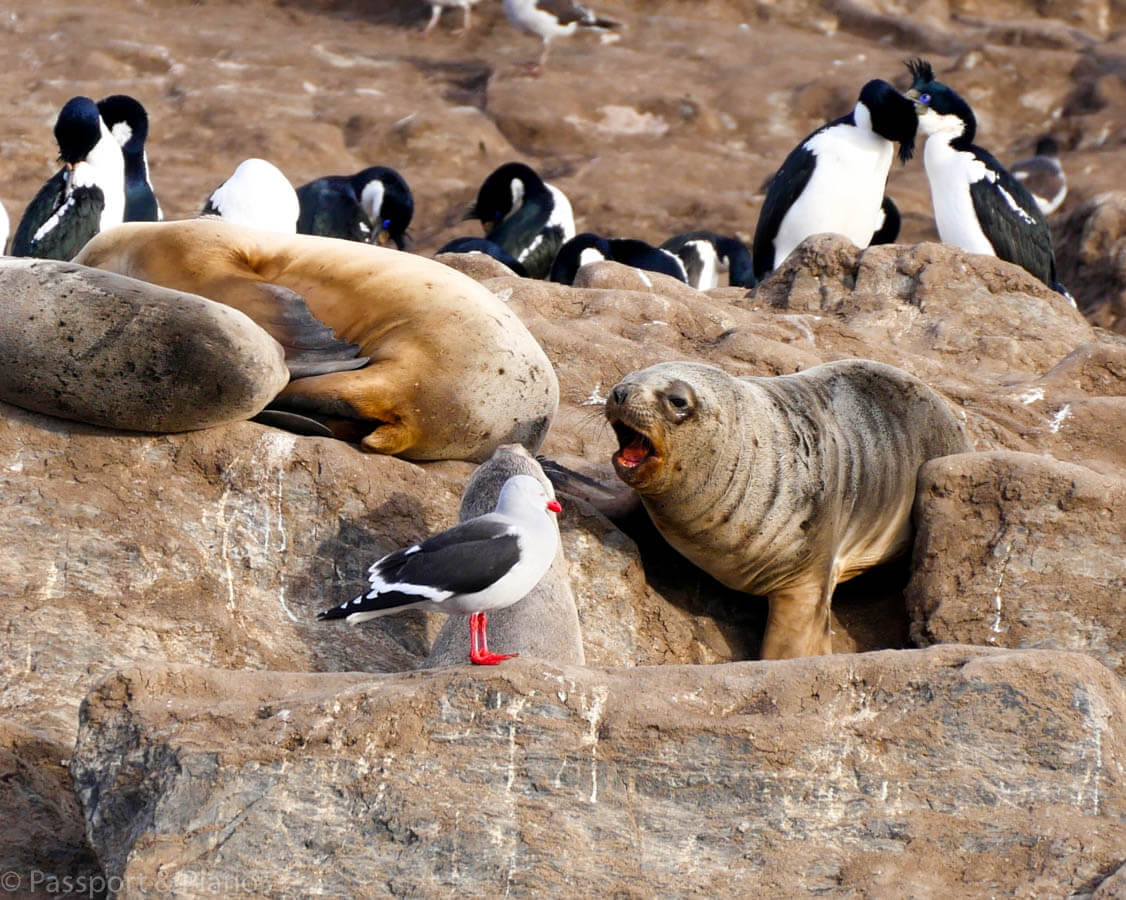 image of a seal angry with a seagull