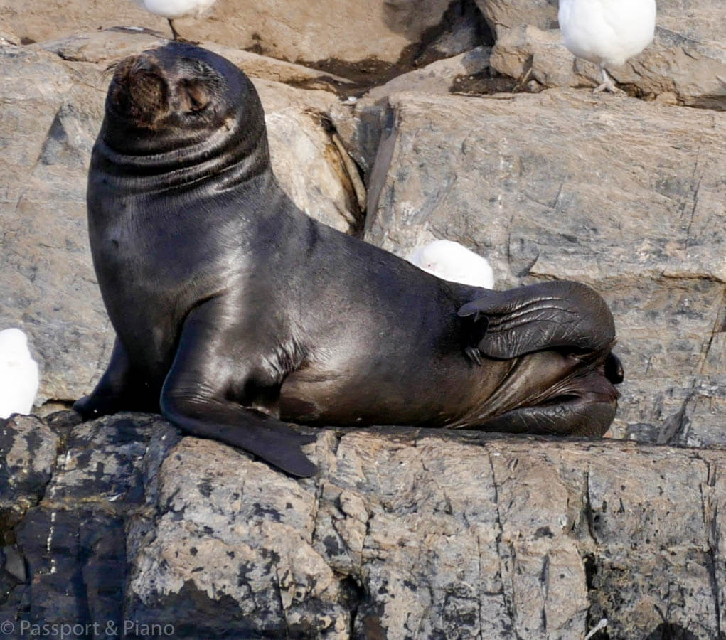 image of a seal A seal posing