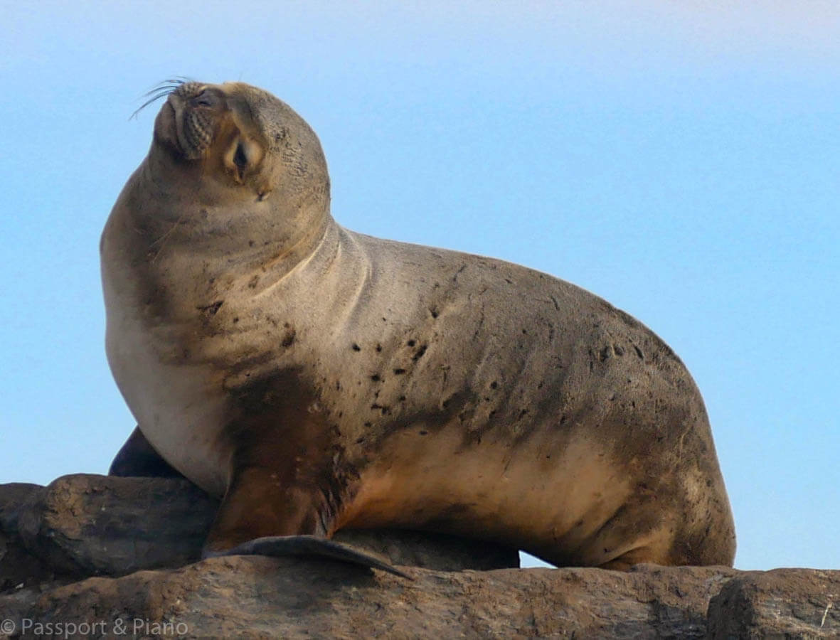 image of a seal