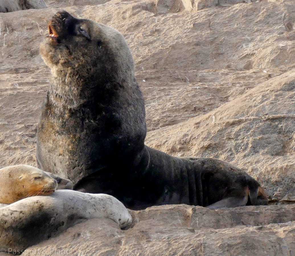 image of a A large seal