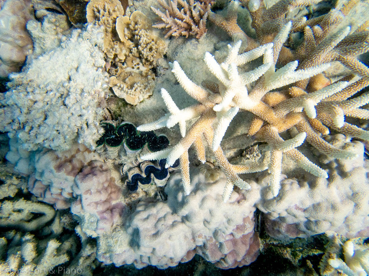image of 2 sea clams surrounded by a variety of pastel coral