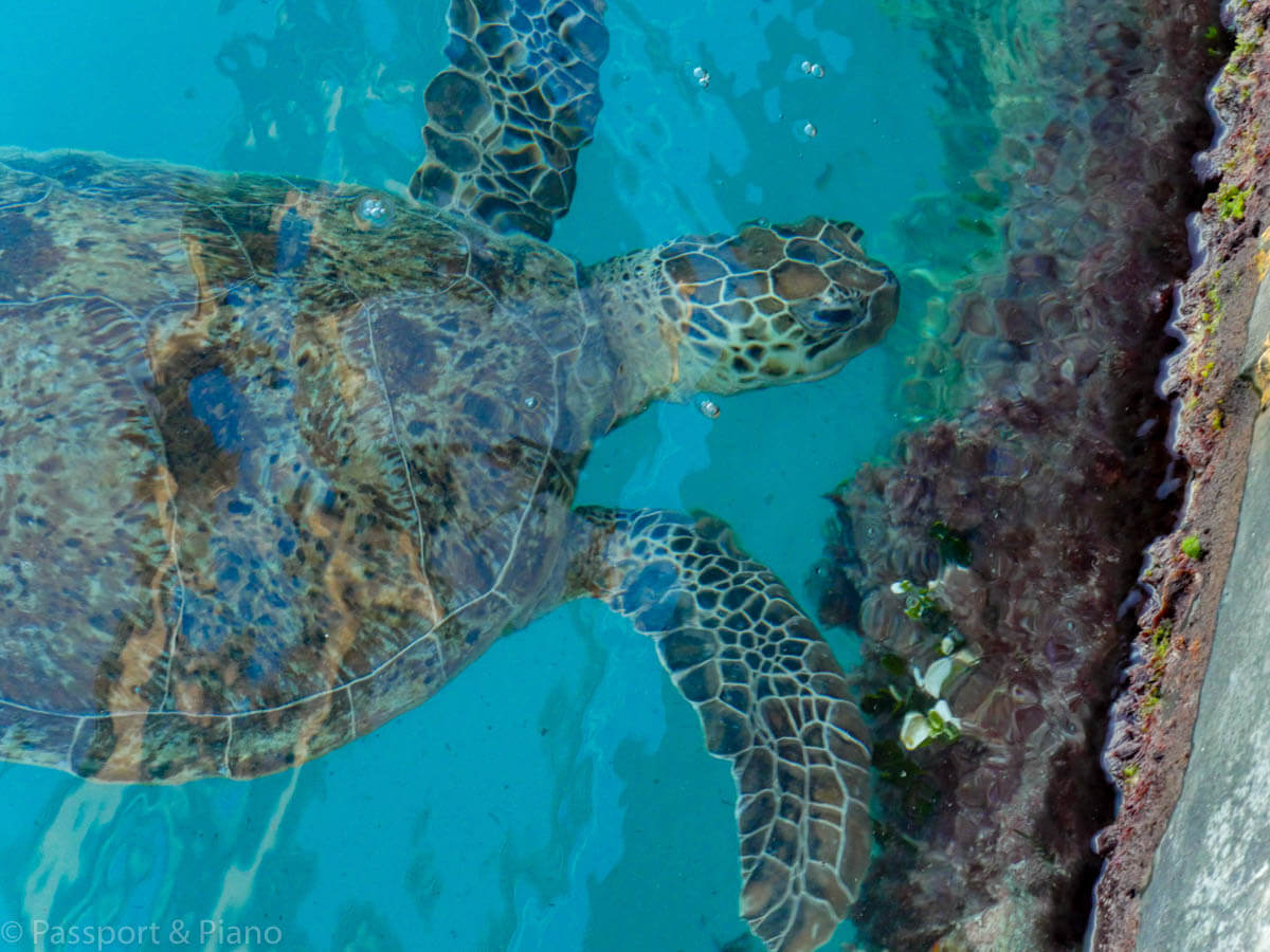 An image of a sea turtle, one of the great barrier reef animals that you can swim alongside.