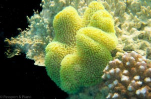 Image of a stunning bright yellow wavy coral