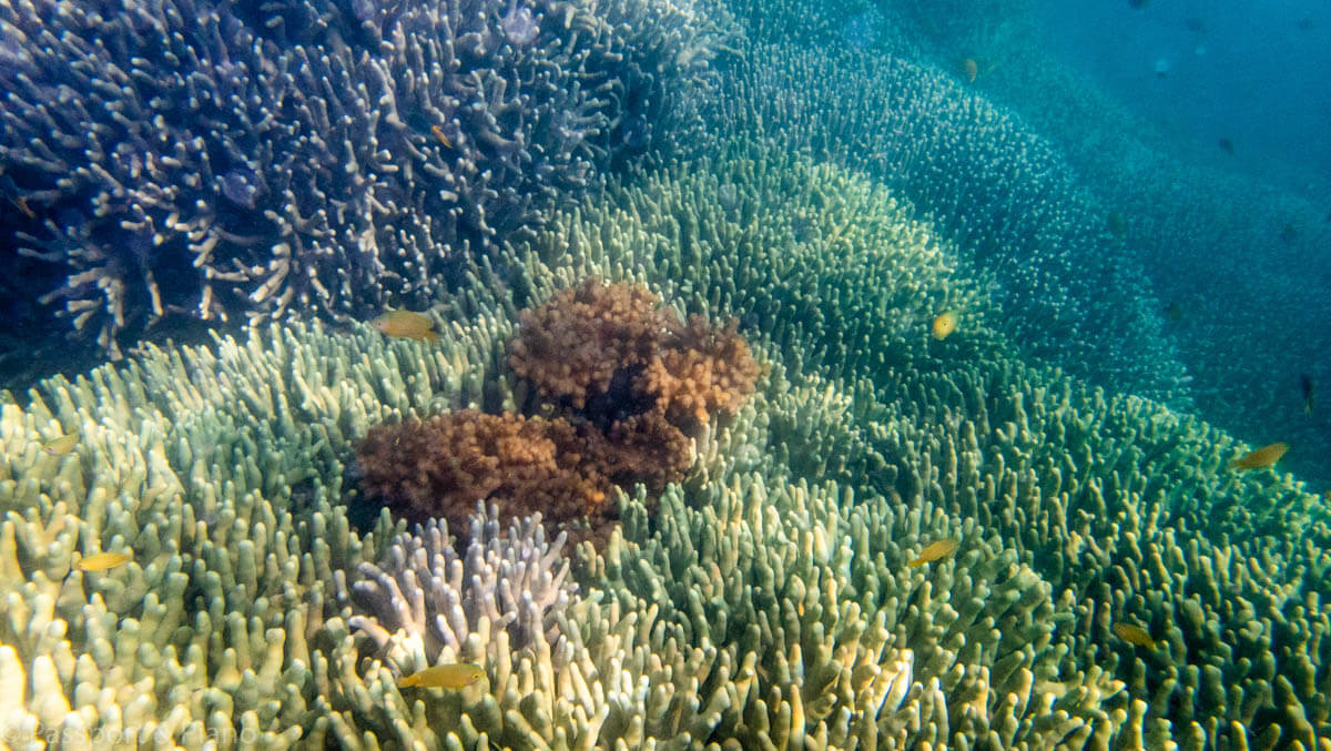 image of colourful coral at the Great Barrier Reef