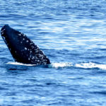 Image of a Whale Spy-hopping