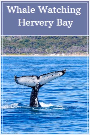 Whale Watching Season Hervey Bay, Australia - A great day out.
