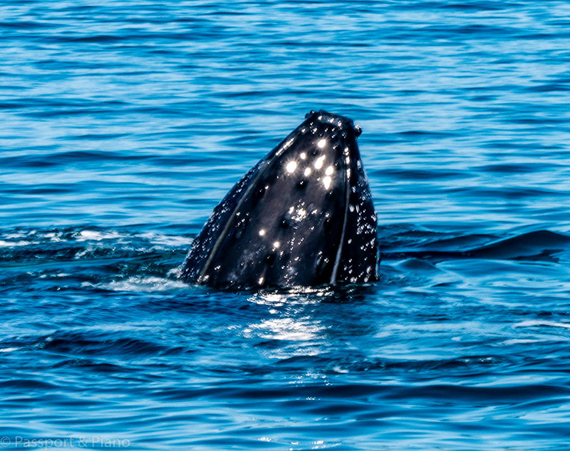 An image of the whale showing its head above the water