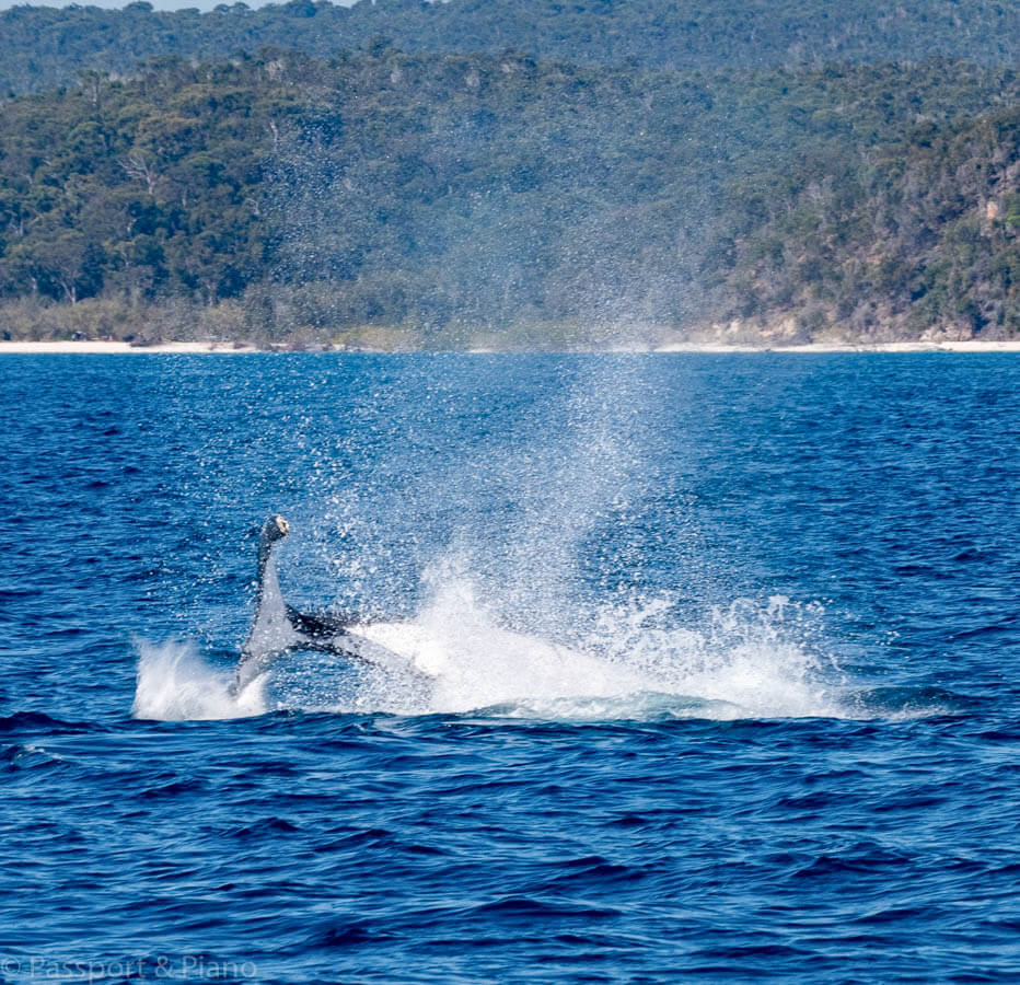 An image of the splash created by a whale throwing its tail.