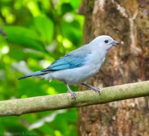 Image of a pale blue bird in Mindo