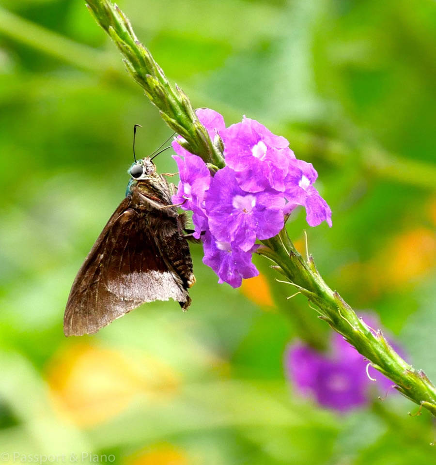 Image of a butterfly Ecuador on a pink flower at Mariposario Butterfly farm