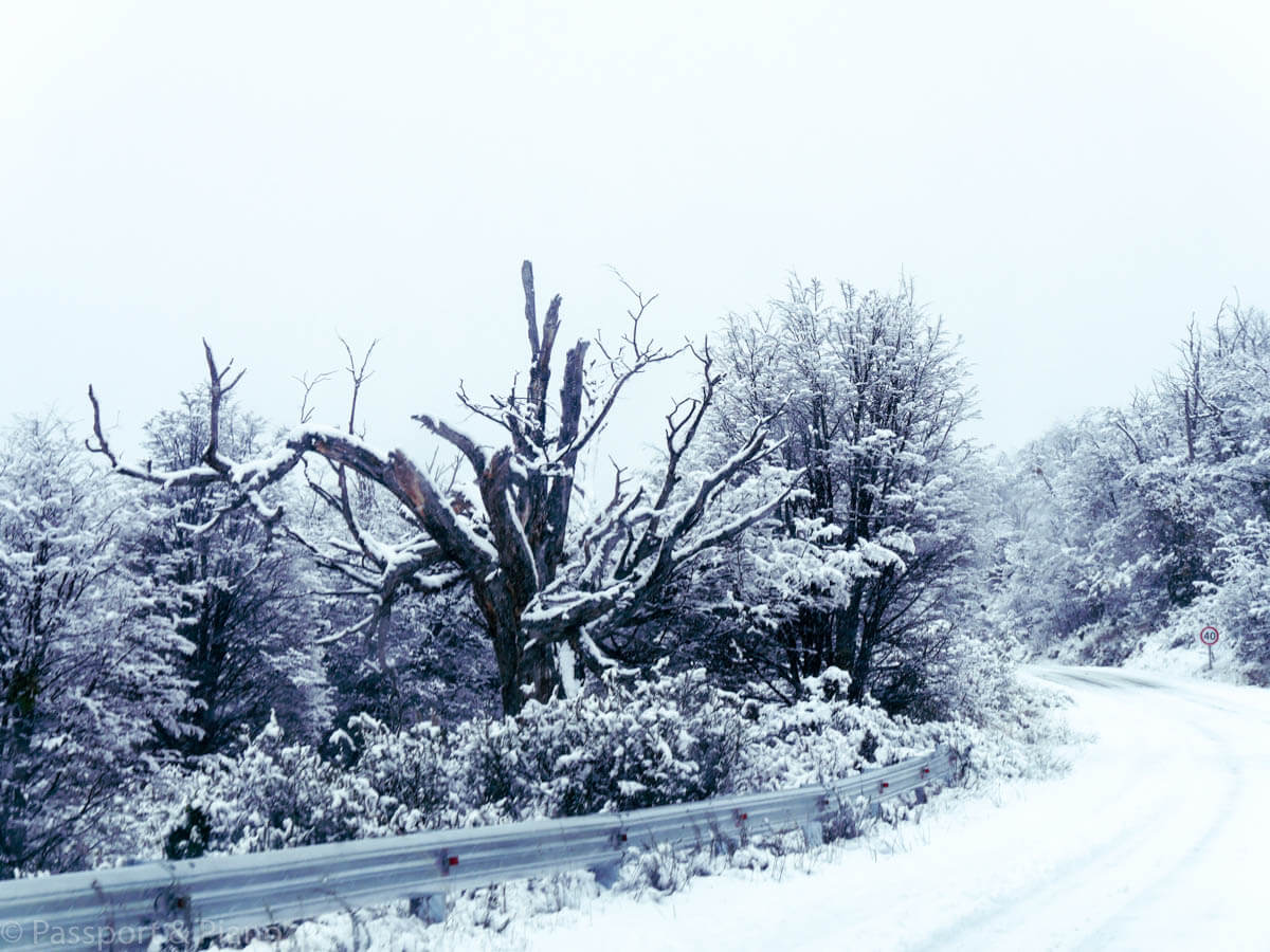 An image of the snow covered road and trees in Los Glaciares National Park