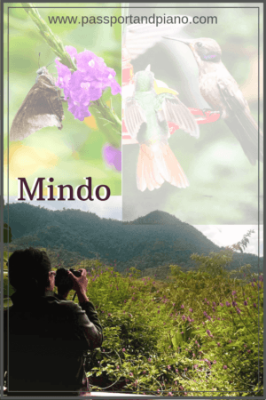 An image of a pin with a collage of a butterfly, a hummingbird and a view of the cloud rainforest to save to pinterest.