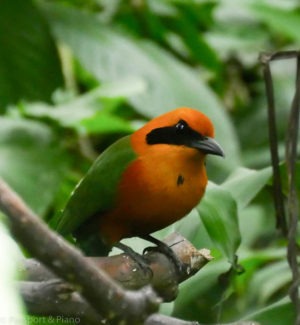 Image of a beautiful yellow and green bird in Equador