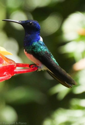 An image of a Hummingbird perched on a feeder at