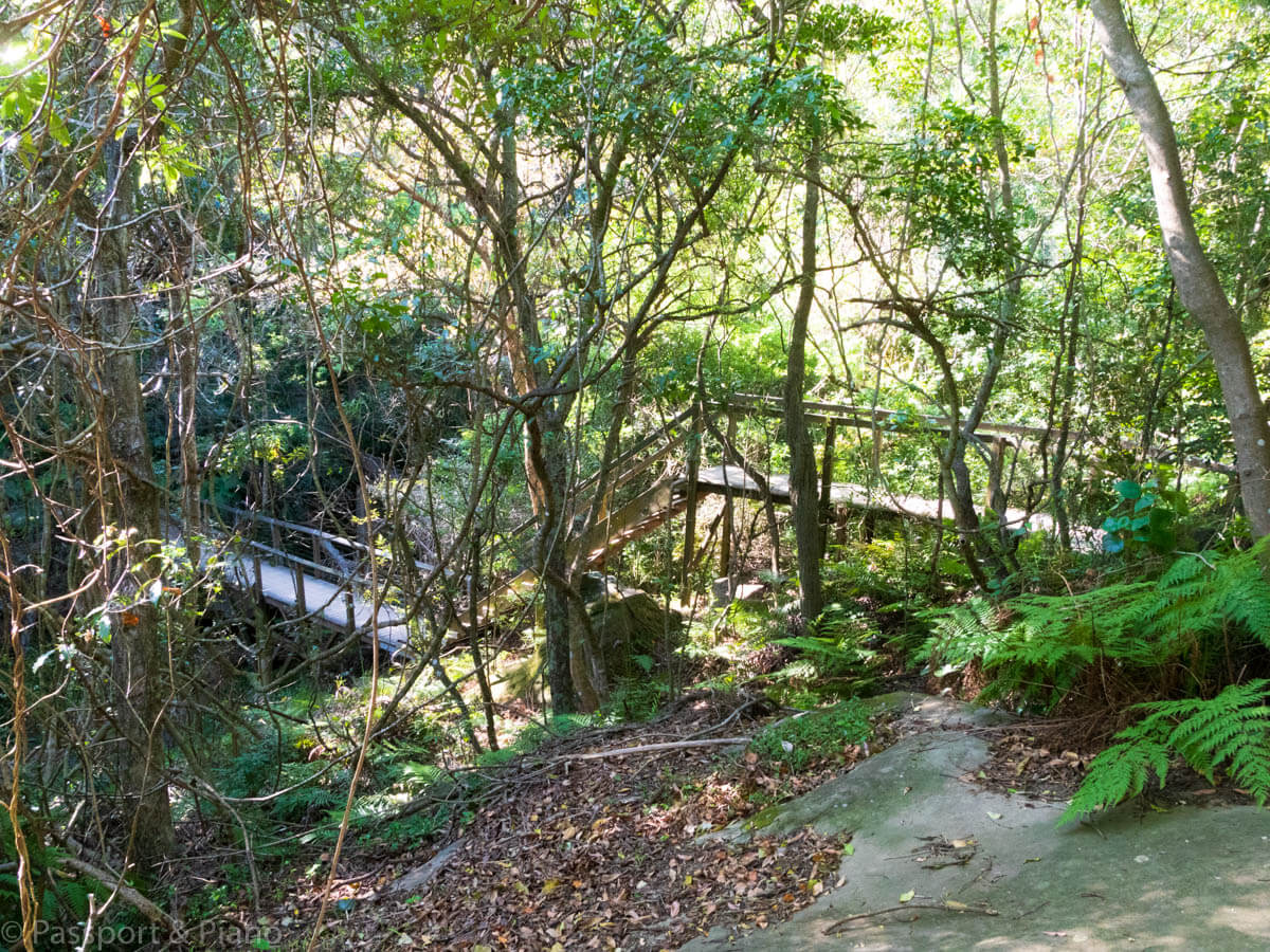 An image of the wooden stairs descending through the rainforest on the Spit to Manly walk