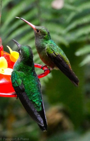 Image of 2 green hummingbirds at a feeder