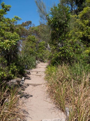 An image of the path that leads into the bush on the Manly to Spit Coastal Walk.