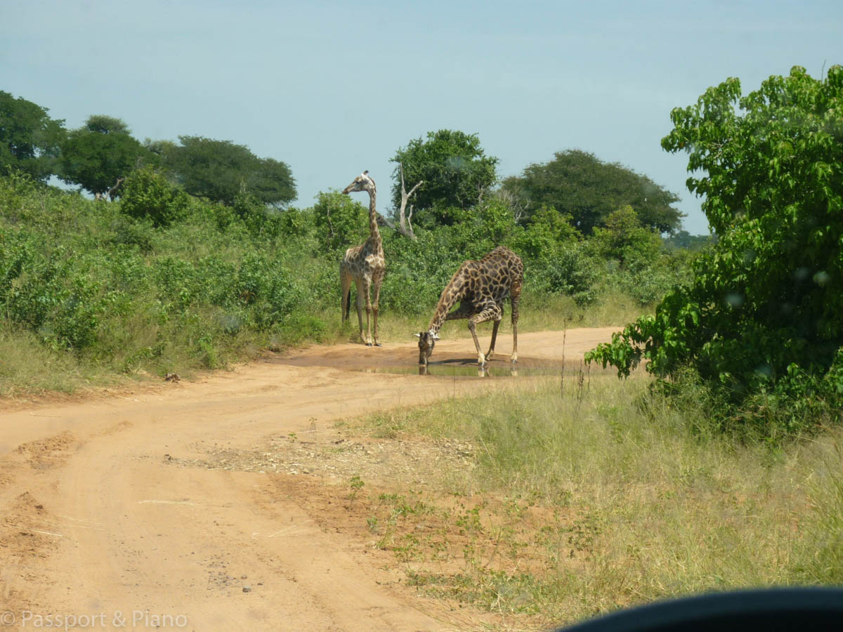 An image of a giraffe in the middle of the track on a self drive safari Moremi