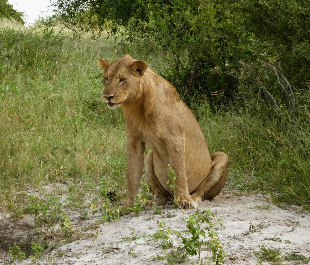 An image of a Female lion spotted on a self drive safari in Chobe National Park