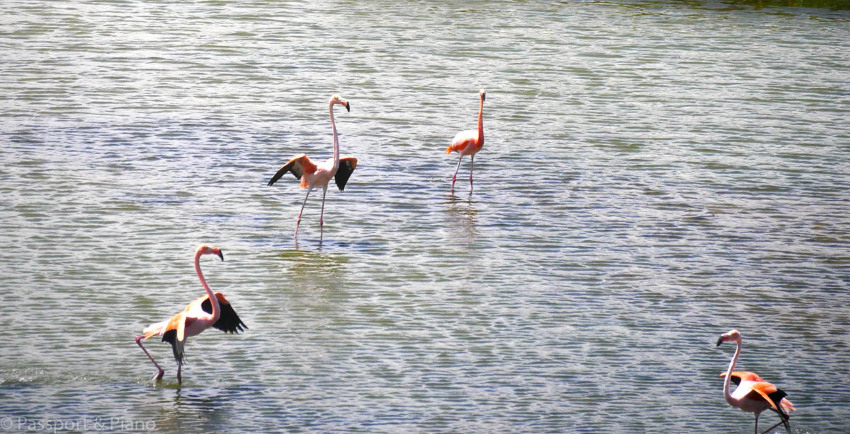 An image of Flamingo's at Nata Bird Sanctuary