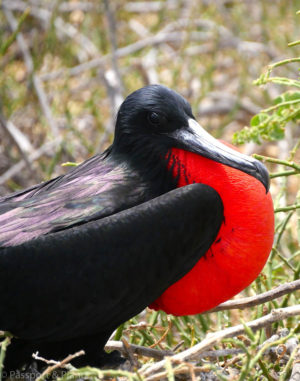 An image of a Magnificent Frigate bird close up.