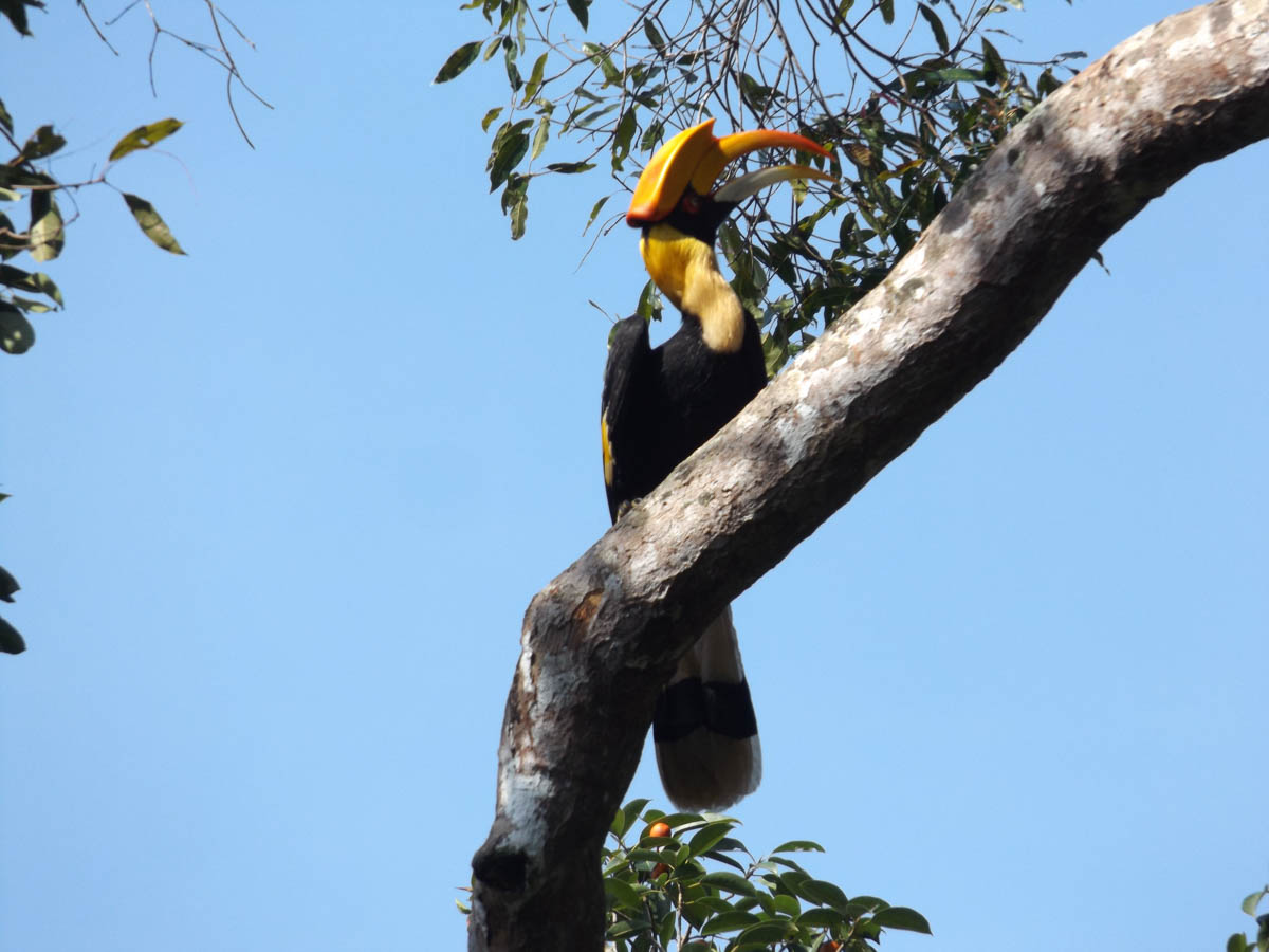 Image of a Great Hornbill sat on a tree branch in Thailand