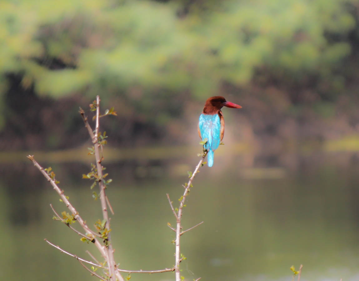 An image of Kingfisher sat on a branch by a river in India