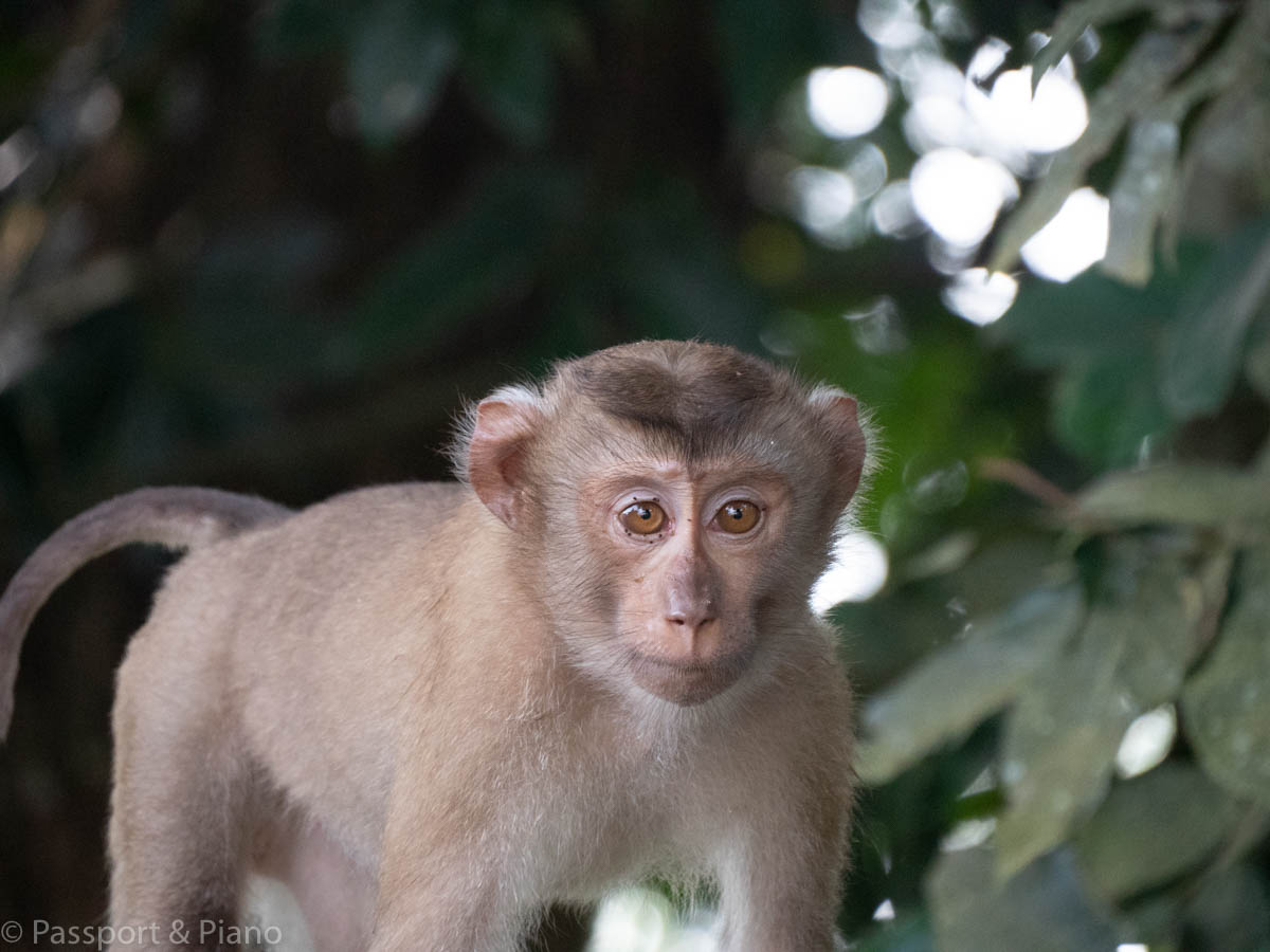 An image of a monkey at Khao Yai National Park, one of the best places in Thailand to spot wildlife