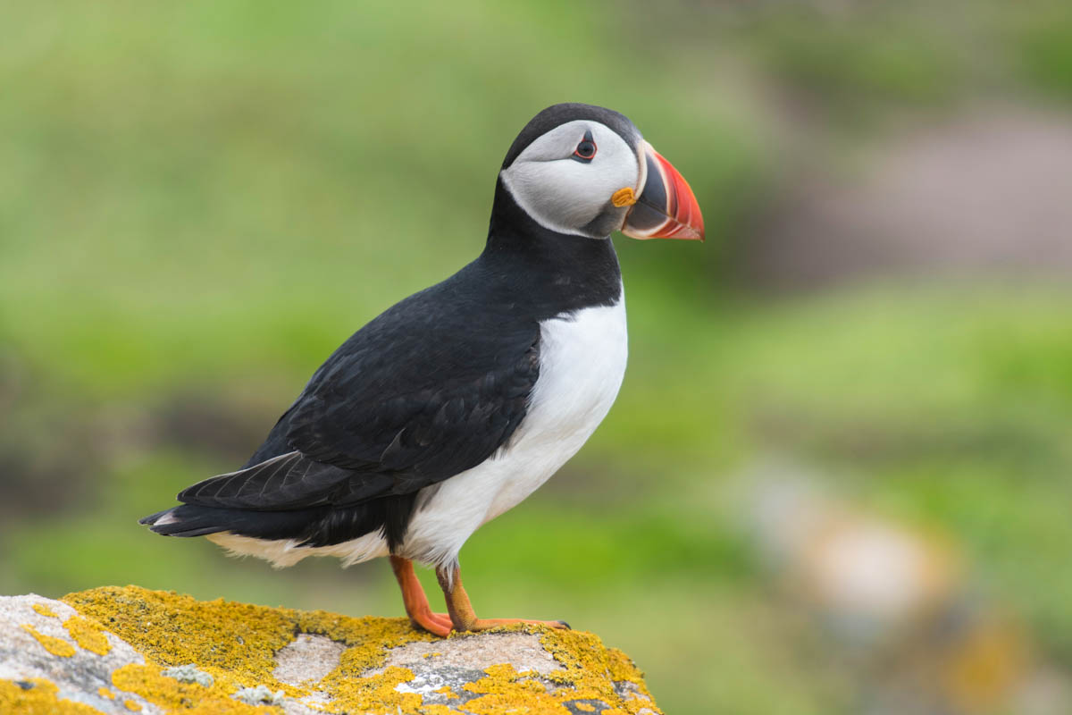 An image of a Puffin