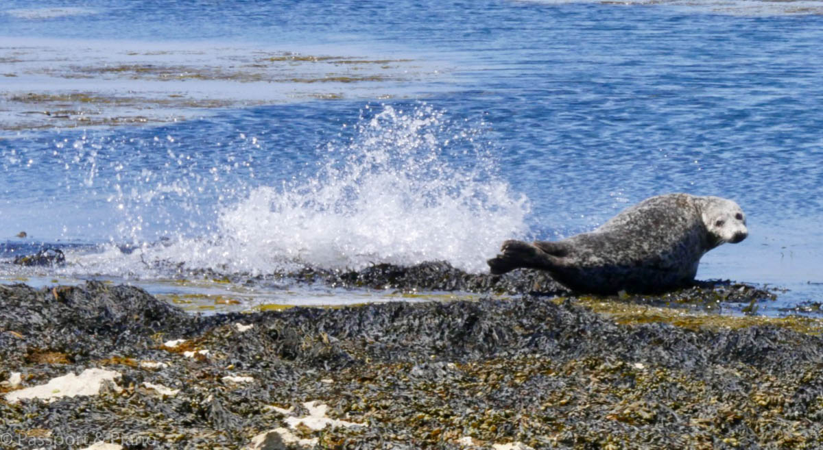 An image of a seal at Rathlin Island