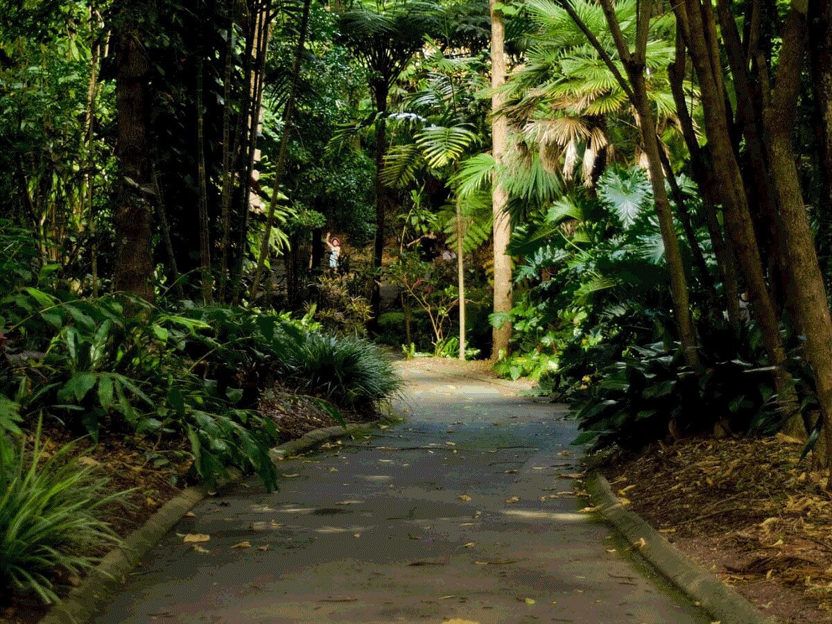 An image of Mount Coo-tha gardens a Brisbane Landmark