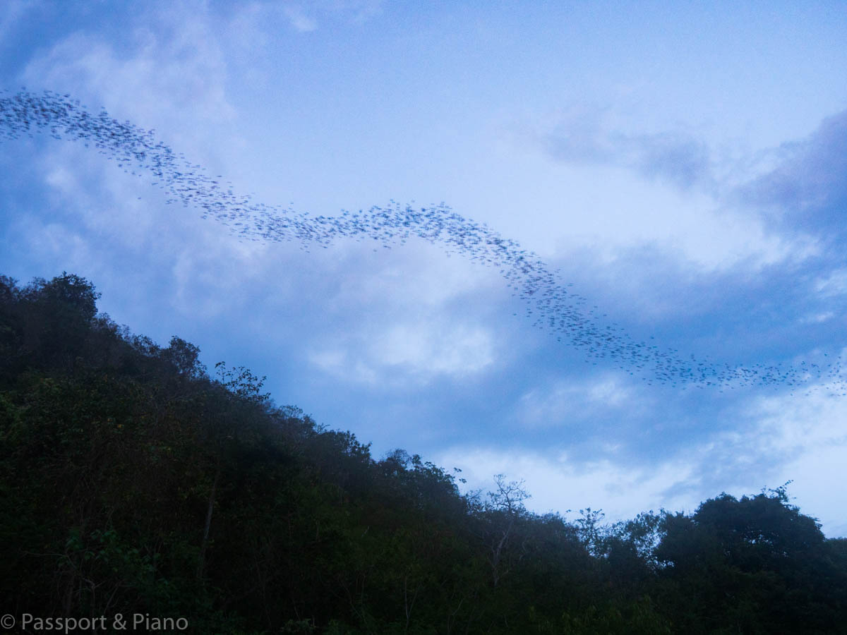 An image of the swirls in the sky formed by the Mulu bats as they leave the Mulu Caves Borneo