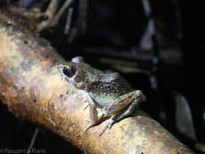 An image of a frog on the night walk at Mulu Caves