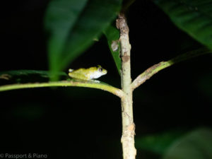 An image of a tiny frog in Mulu national park