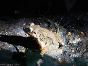 An image of a frog on Mulu night walk