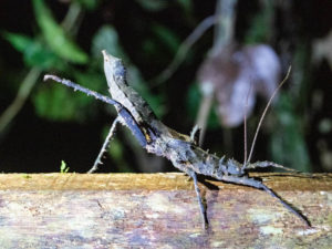 An image of a large blue stick insect at Mulu National Park