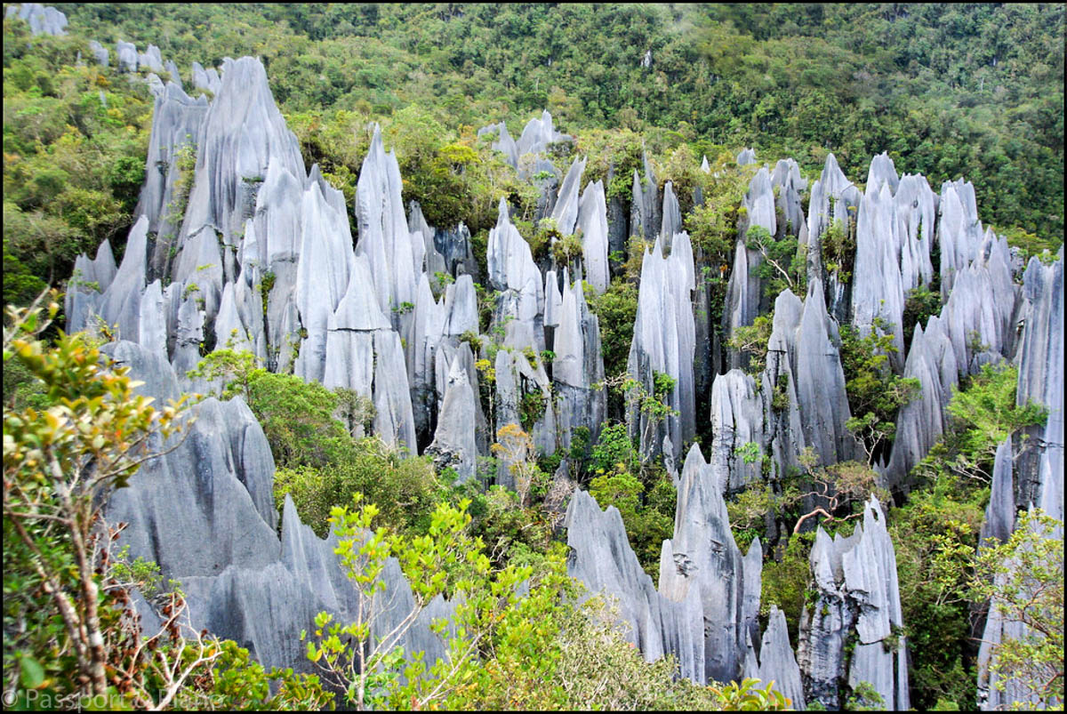 An image of the Pinnacles at Mulu National Park