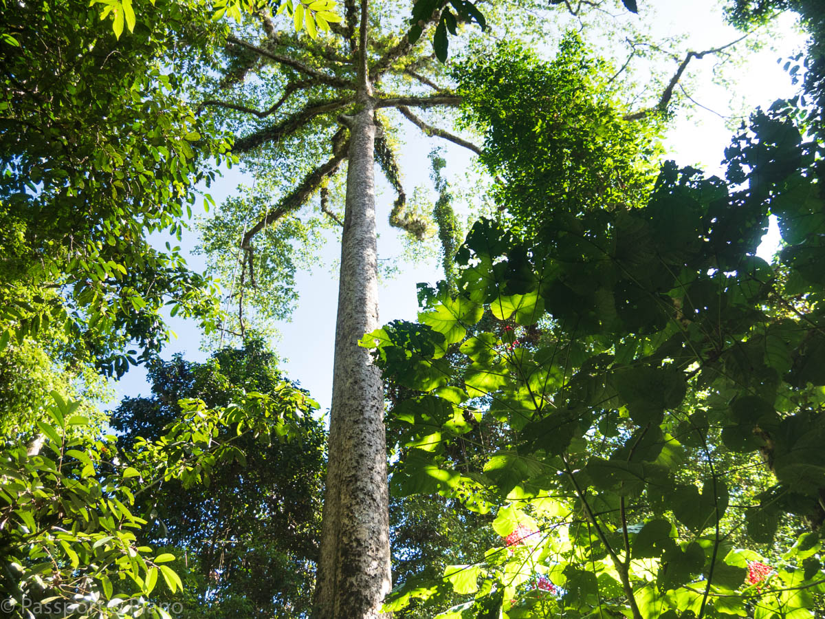 An image of a large rainforest tree in Mulu National Park