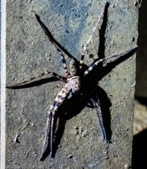 An image of a headhunter spider in Mulu Cave Miri