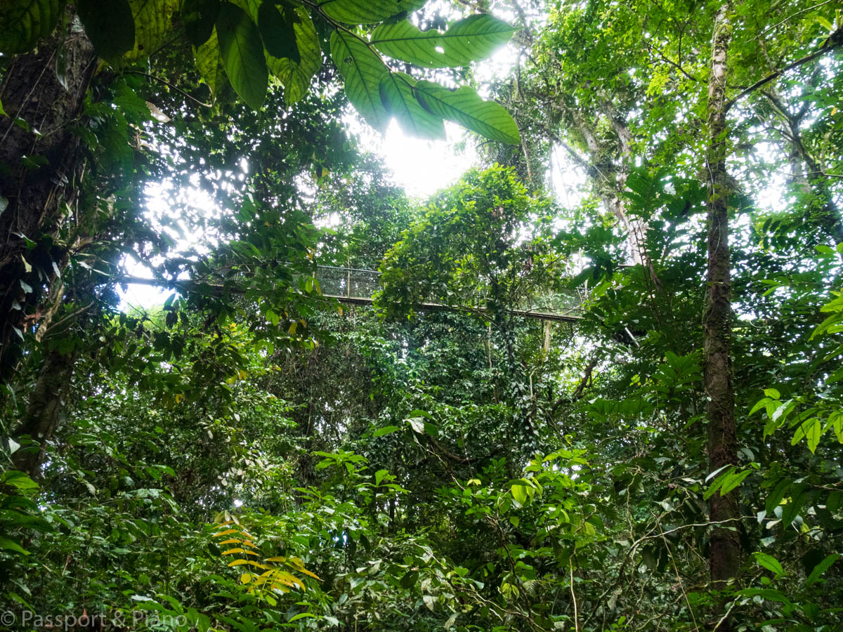 An image of the green oasis that surrounds the tree canopy walk near Deer Cave Malaysia
