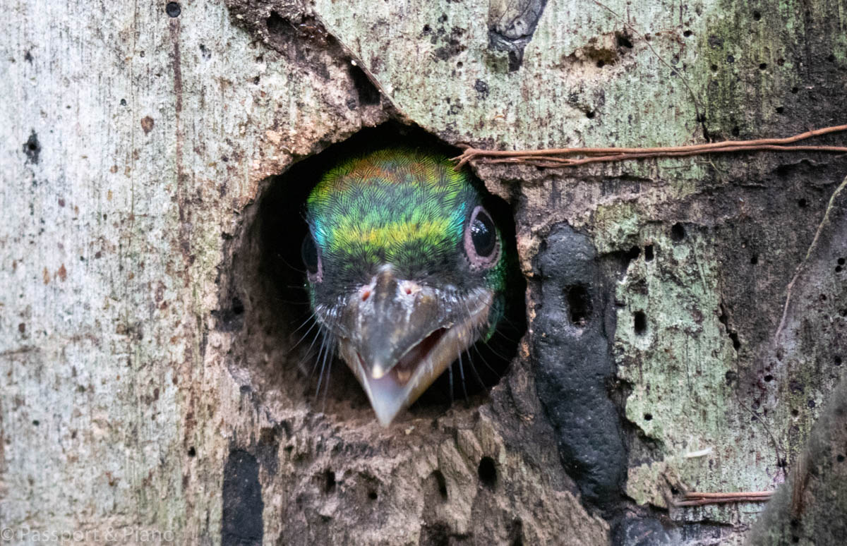An image of a baby woodpecker peaking its head out of a hole in a tree at the tree top tower Mulu